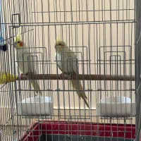 طوطی هلندی رنگ لیمویی|پرنده|اهواز, زیتون کارمندی|دیوار