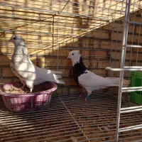 کفتر طوقی|پرنده|بافق, |دیوار