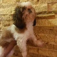 شیتزو ماده -  صورتش سوپر فلت -  با قیمت مناسب|سگ|پردیس, فاز ۳|دیوار