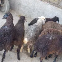 بره شیرمست نروماده 28،30کیلوشیرمست|حیوانات مزرعه|کرج, شهرک رازی (حصارک)|دیوار