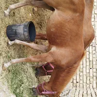 فروش اسب مادیون با کره ش