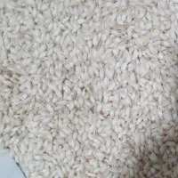 برنج عنبربو وبرنج شاهک شمال