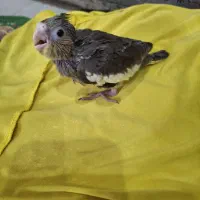 جوجه عروس هلندی سرلاکی