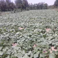 باغ-و-زمین-گردو-زوارم-فروشی