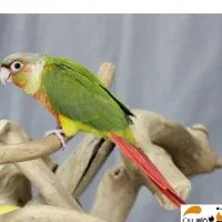 طوطی  گمشده