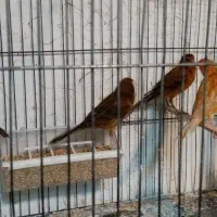 چهار عدد قناری ماده سرخ آماده راه به راه|پرنده|شیراز, وصال|دیوار