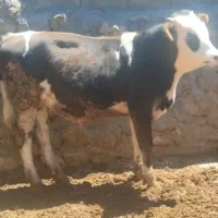 گاو گوساله گوساله نر سمینتال قرمز