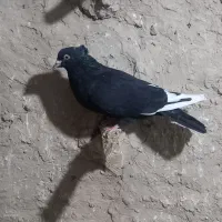کبوتر|پرنده|چناران, |دیوار