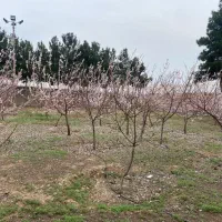 ۶۷۲ متر زمین ویلایی  شمالی سنددار رضوانیه