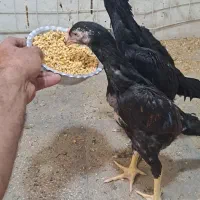 جوجه لاری شامو|حیوانات مزرعه|تهران, شهرک طالقانی|دیوار