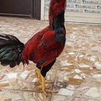 لاری|حیوانات مزرعه|رودبنه, |دیوار