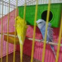 فروش جفت مرغ عشق پروانه‌ای|پرنده|نرماشیر, |دیوار