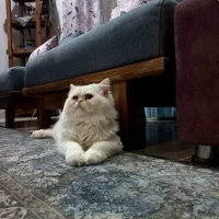 گربه پرشین نر . جفت‌گیری