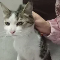 بچه گربه|گربه|زنجان, |دیوار