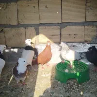 کفتر|پرنده|رامهرمز, |دیوار