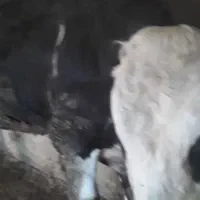 گاو نر سمینتال