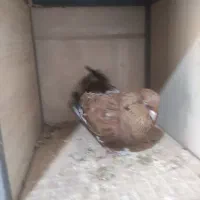 کله تاپ و سینه تافته ای