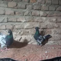 کبوتر  کله و کله دم|پرنده|گالیکش, |دیوار