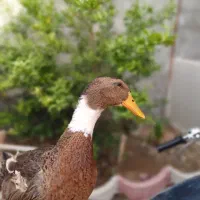 اردک|حیوانات مزرعه|جهرم, |دیوار