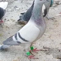 سبز کلاغ نر