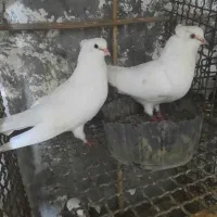 کبوتر پرشی