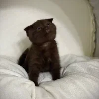 اسکاتیش چاکلت خاص