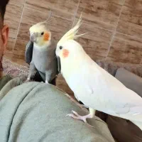 عروس هلندی جفت