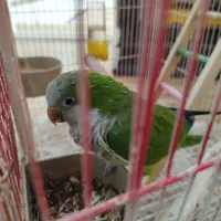 طوطی راهب