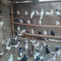 فروش کبوتر پرشی