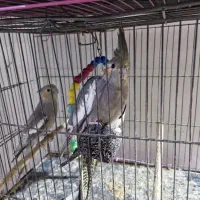 ۴عدد هلندی|پرنده|گتوند, |دیوار