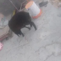 دوعدد گوسفند|حیوانات مزرعه|قنوات, |دیوار