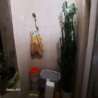 گل زینتی افوربیا تریگونا|گل و گیاه طبیعی|رشت, جهاد|دیوار