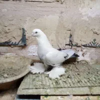 کفتر پاپر گوی قویروخ