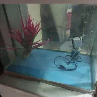 آکواریوم|ماهی|ارومیه, |دیوار