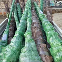 توزیع نهال سپیدار اصلاح شده ۳ متری۱۵ تومان|خدمات باغبانی و درختکاری|بندر ترکمن, |دیوار