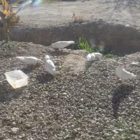 فروش کبوتر|پرنده|یاسوج, |دیوار