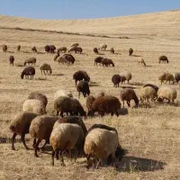 ۶۰ راس میش و بره