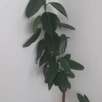 گل طبیعی و سالم|گل و گیاه طبیعی|سنندج, |دیوار