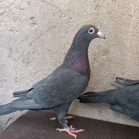 نروماده زاغ