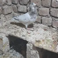 کفتر