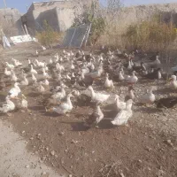 اردک نر وماده|حیوانات مزرعه|شاهین دژ, |دیوار