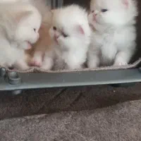 واگذاری گربه های کیوت گارفیلدی