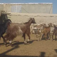 فروش۴۰راس بز کهره دار آبستن
