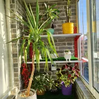 پانزده عدد گل