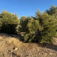 مجموعه قصر سبز زیر نظر جهاد سازندگی|فروش زمین و ملک کلنگی|شیراز, شهرک قمشه|دیوار