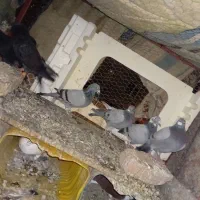 کبوتر خوب نهبندان|پرنده|نهبندان, |دیوار