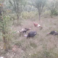 بوقلمون|حیوانات مزرعه|آبش احمد, |دیوار