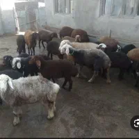 گوسفند و بره در کرج و حومه