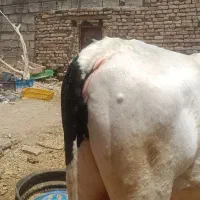 فروش گاو نر آمریکا اصل گوشتی مناسب برای قربانی