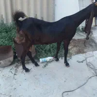 فروش بز کامروی